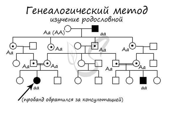 Расшифровка этнического смешения через Family Finder